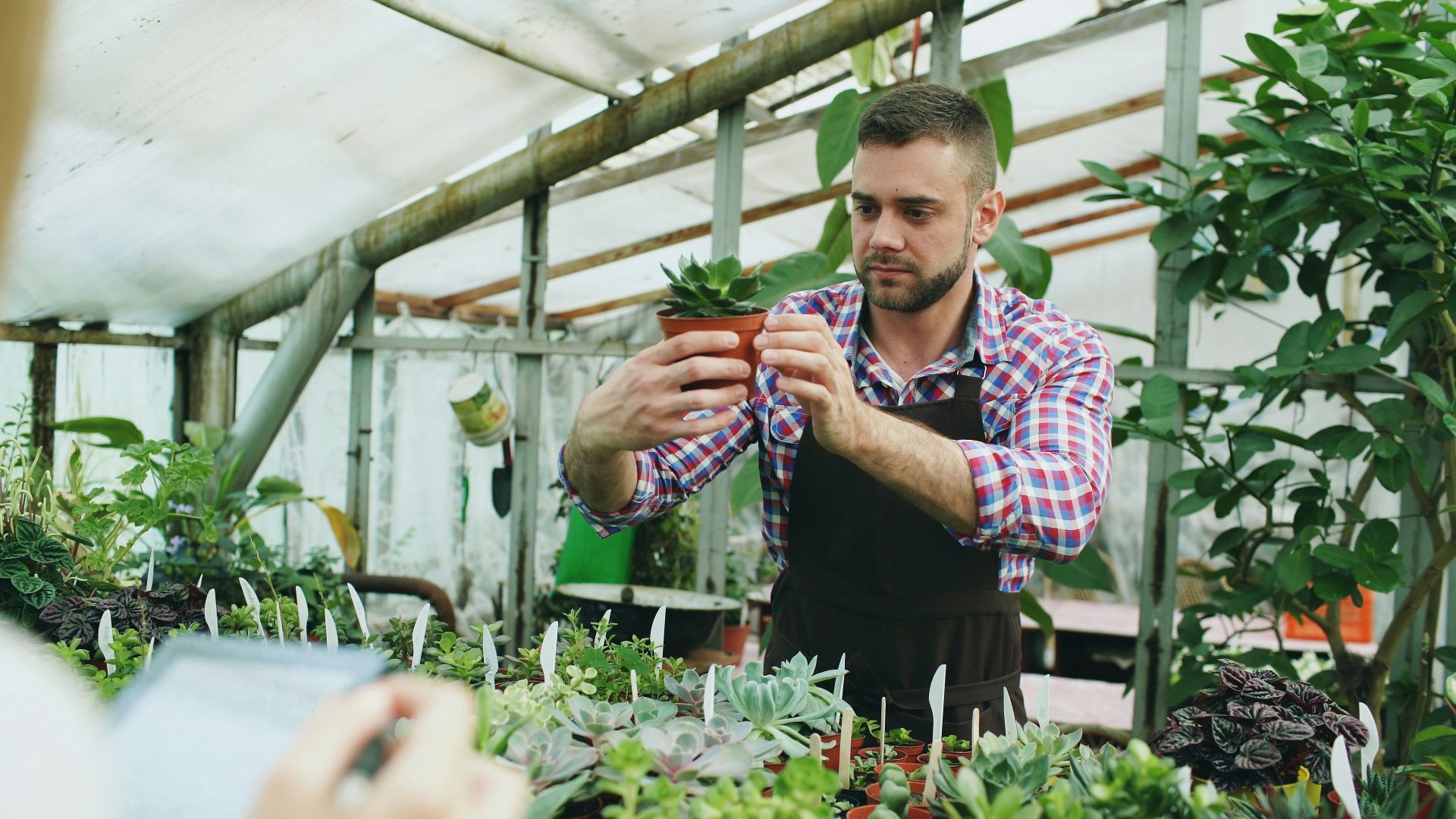 Man holding a potted succulent in a greenhouse.